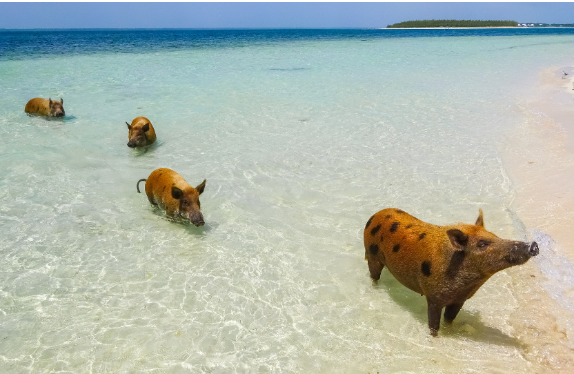 Bahamas Shore Excursions